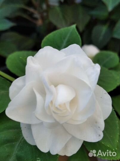 Бальзамины сортовые