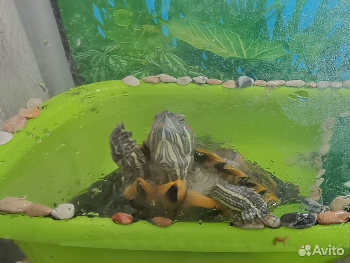 Черепашки красноухие