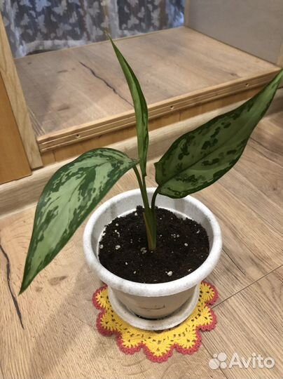 Комнатные цветы