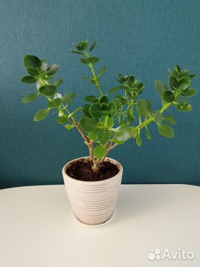 Комнатные цветы/ растения/ Каланхое