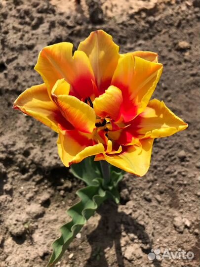 Тюльпаны, Нарциссы, Гиацинт, Пролеска, Пушкиния