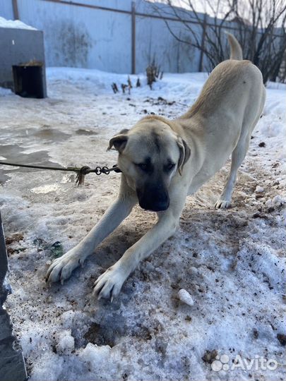 Собака в добрые руки мальчик