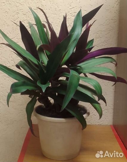 Хамедорея, рео, крассула (толстянка), строманта