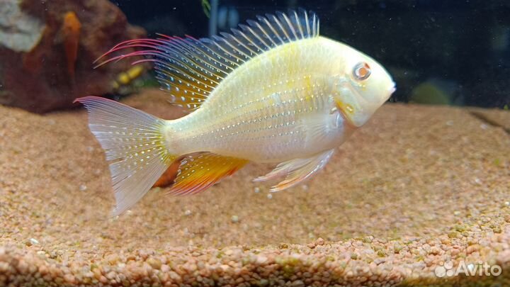 Аквариум Dennerle Nano Cube на 30 л