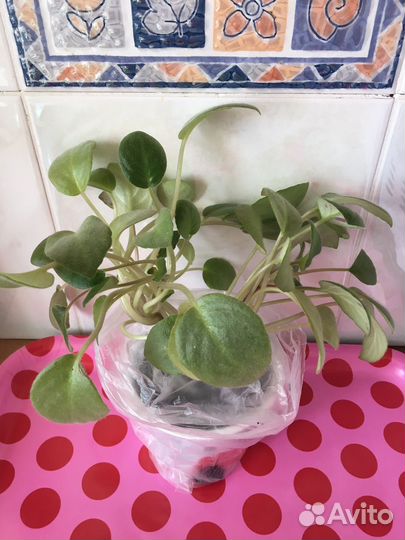 Фиалки детки