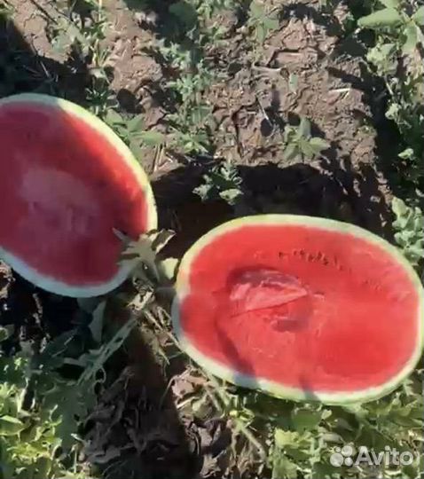 Арбуз Каристан с поля оптом