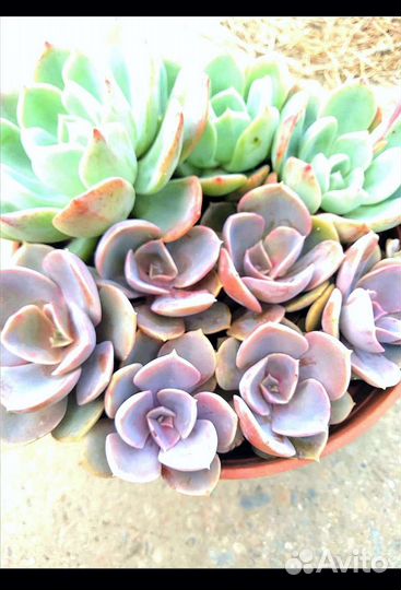 Суккуленты