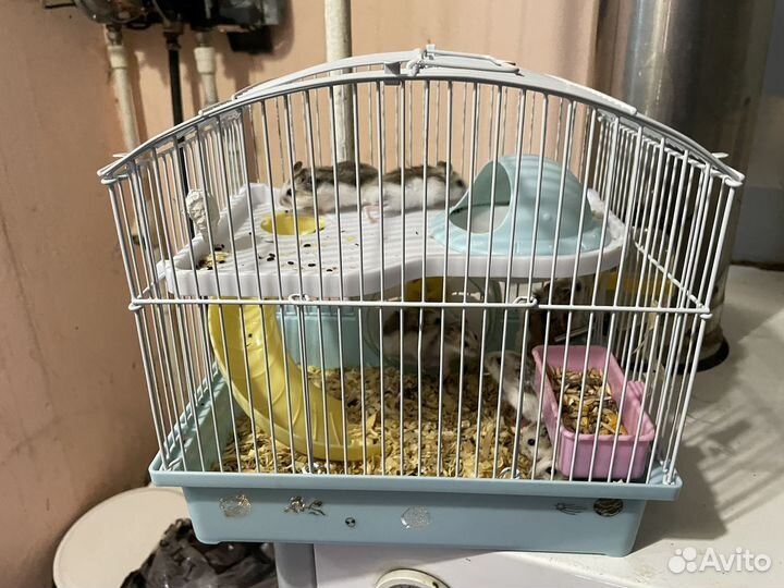 Хомяк с клеткой