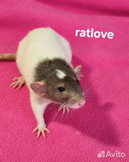 Крысята дамбо девочки питомник