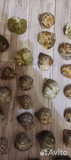 Ракушка рапан