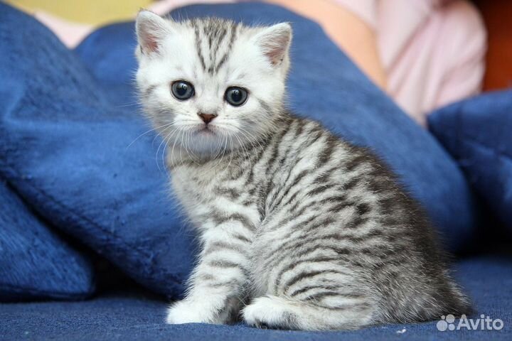 Британские котята серебристый вискас окрас