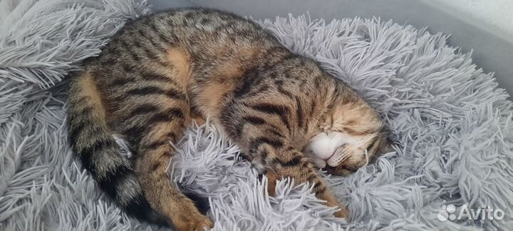 Кошка шотландская
