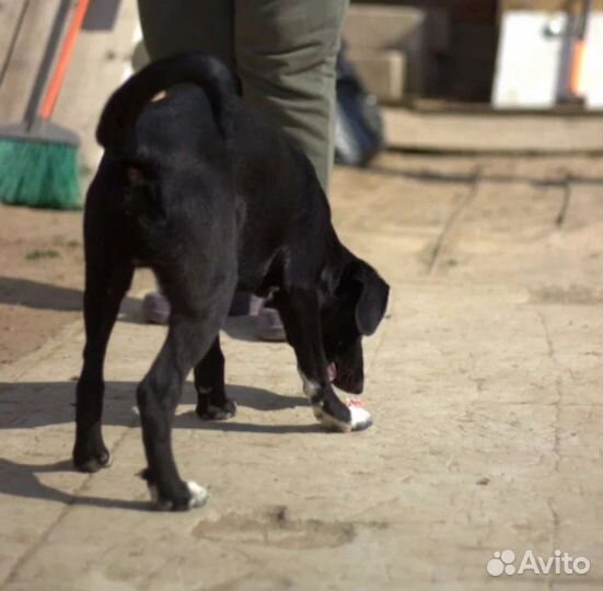 Собаки из приюта. Вы можете их спасти