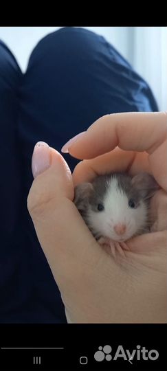 Крысята дамбо