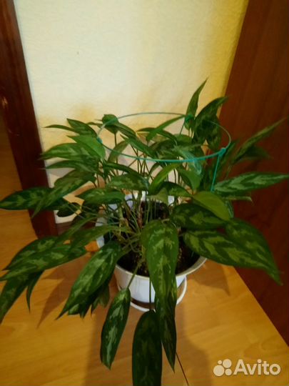 Аглонема, Гипераструм, Гастерия