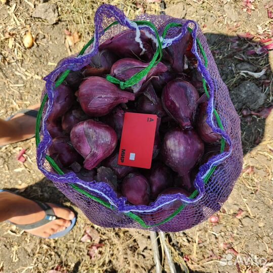 Лук фиолетовый, жёлтый, картофель