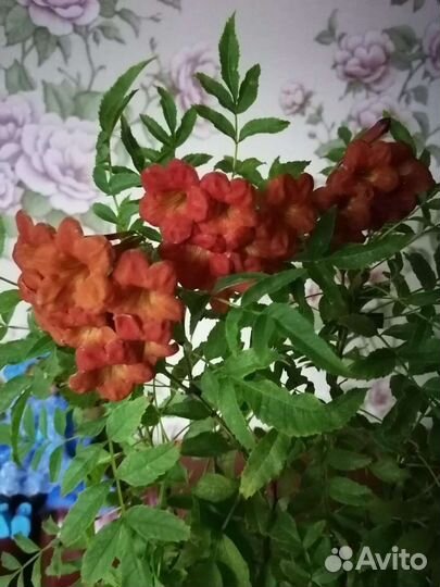 Экзотика. Текома Гарроча, Русселия, Бравалия