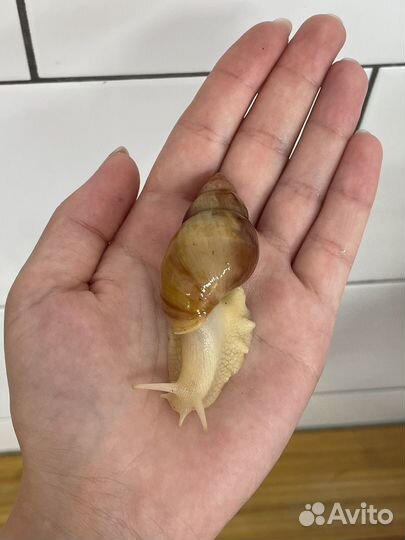 Улитки ахатины