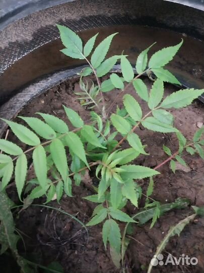 Сумах.Декарптивное дерево