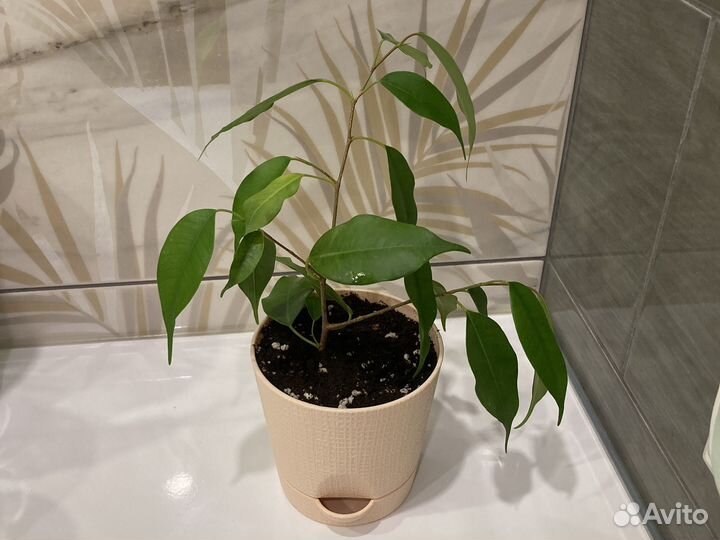 Фикус бенджамина комнатные растения