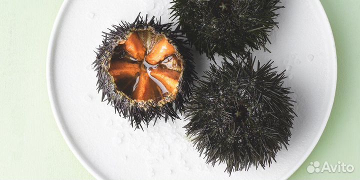 Живые устрицы и морские ежи