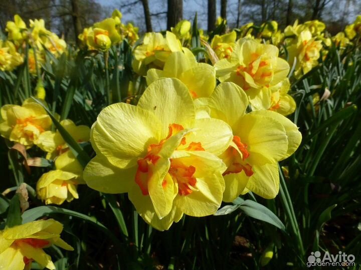Нарцисс Таити 5 шт