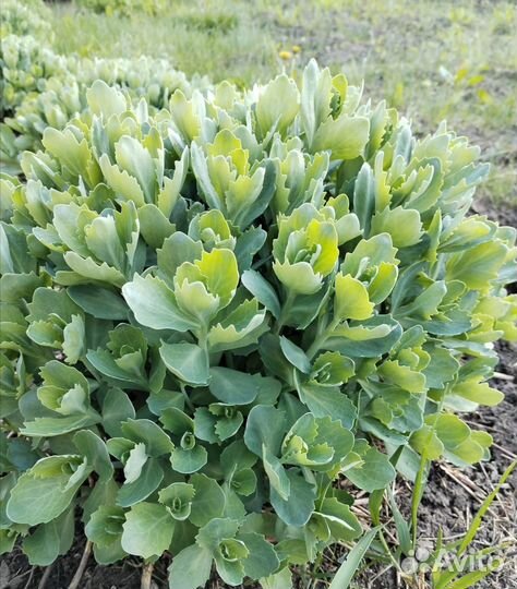 Рокамболь и очиток