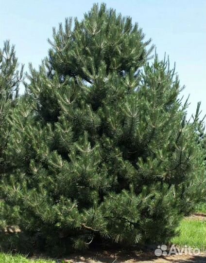 Сосна черная