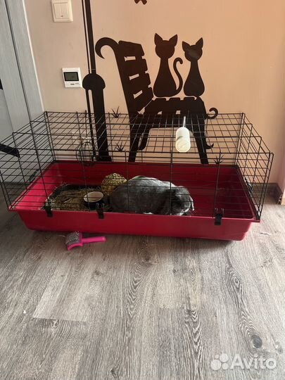 Декоративные карликовые кролики