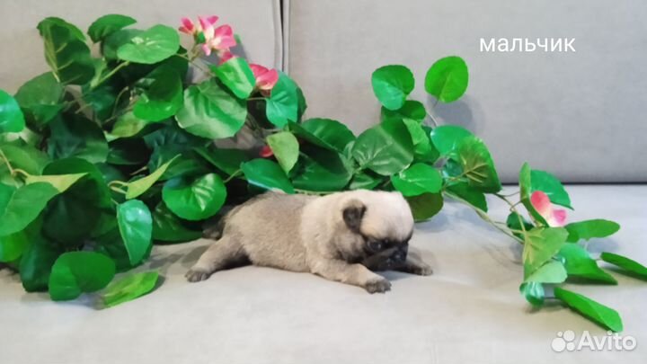 Щенки мопса