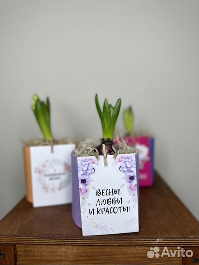 Гиацинт в горшочке на 8 марта подарок жене девушке