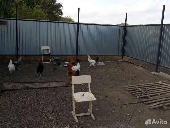 Утки и петушки