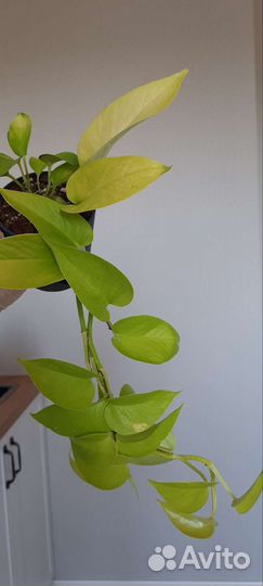 Эпипремнум неон