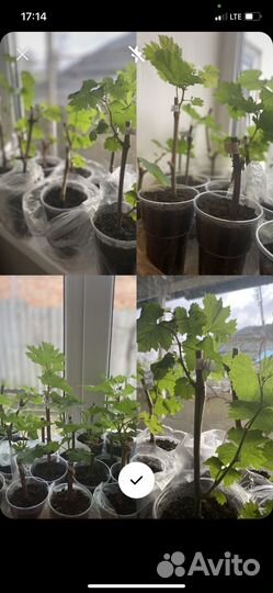 Рассада винограда