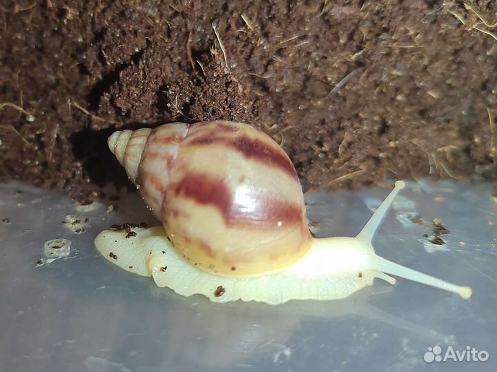 Улитки Ахатины