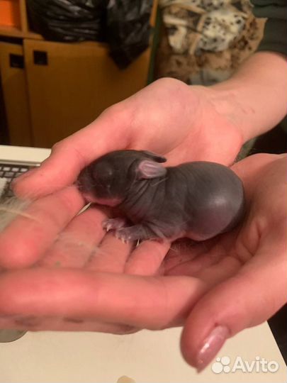 Декоративные кролики