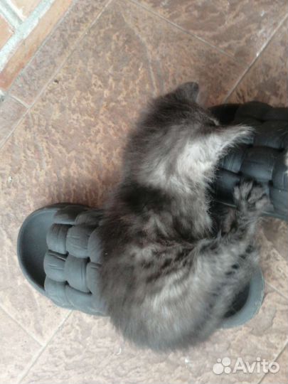 Котята девочка