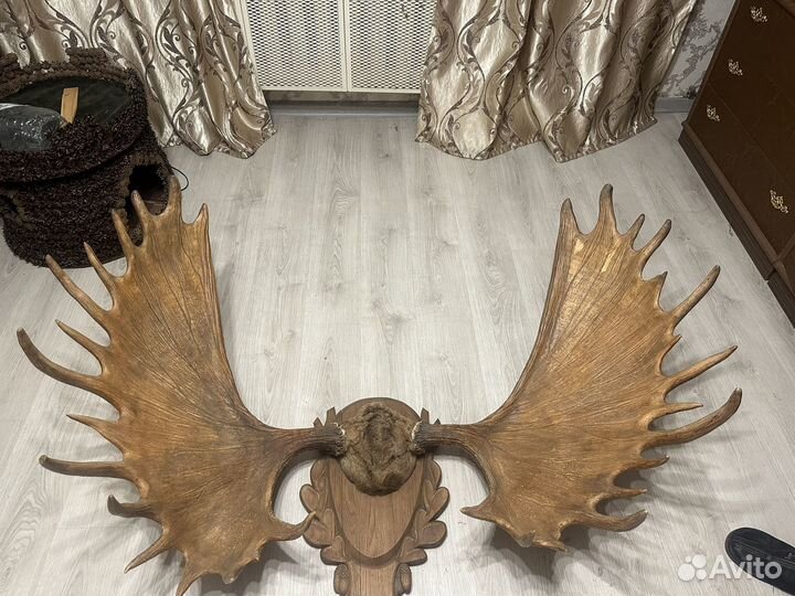 Рога лося 1,5 метра