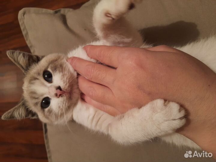 Тайский котенок девочка