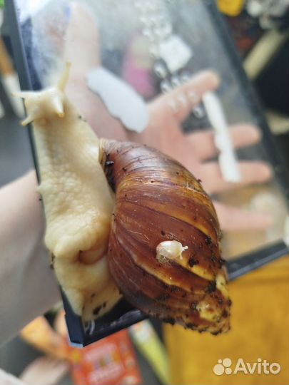 Улитки ахатины маленькие