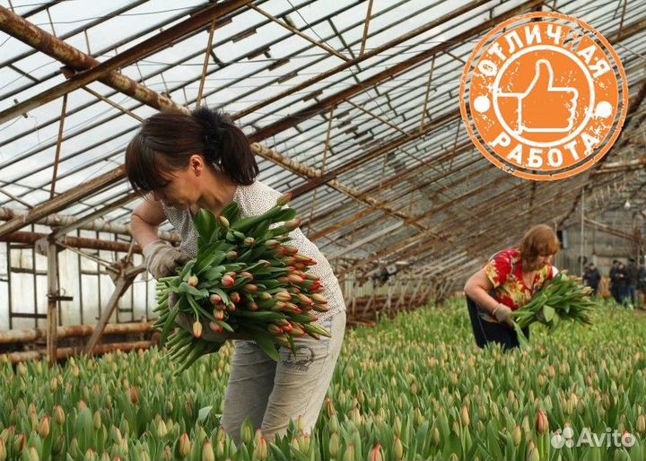 Вахта в Москве упаковщик тюльпанов в теплице