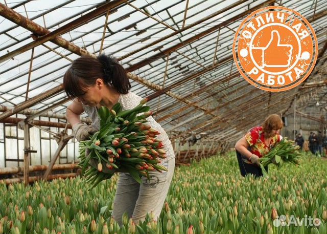 Вахта в Москве упаковщик тюльпанов в теплице