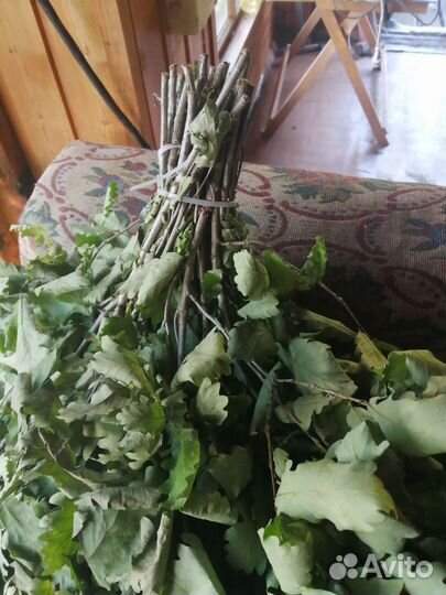 Пучек дубовый