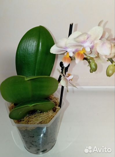 Орхидея фаленопсис