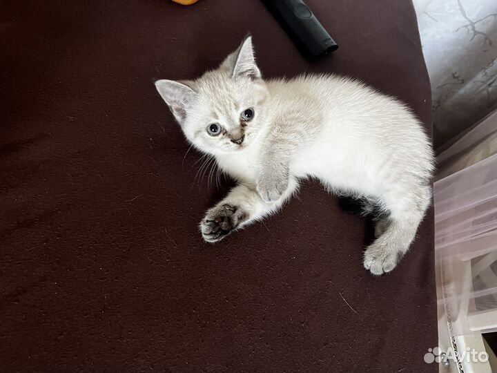 Шотланский котенок