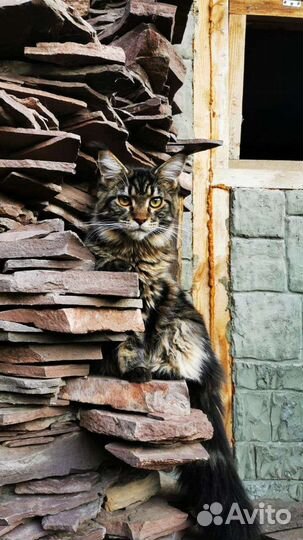 Котята мейн-кун
