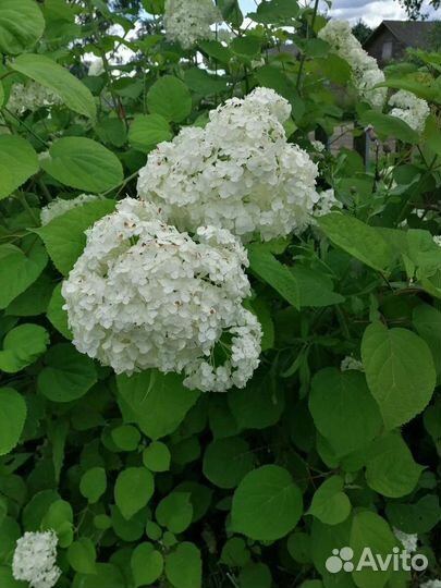 Гортензия белая