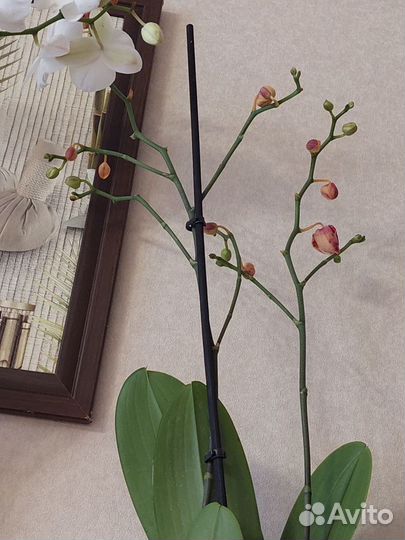 Орхидея фаленопсис