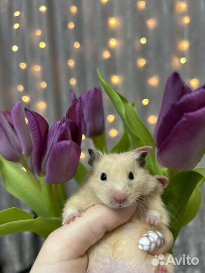 Сирийский хомяк