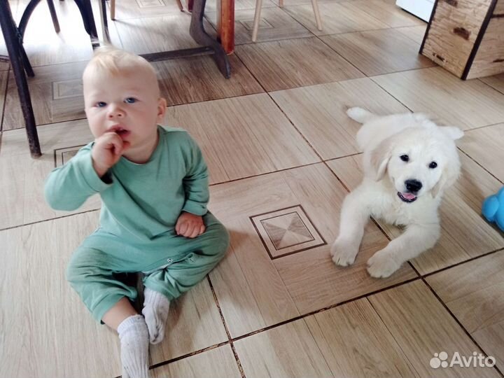Щенки голдена